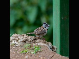 Rufous-collared Sparrow